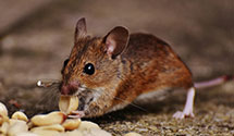 24 Hour & Emergency Exterminators in Mossville, AR